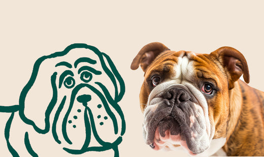 Comment faire maigrir un chien en surpoids ?
