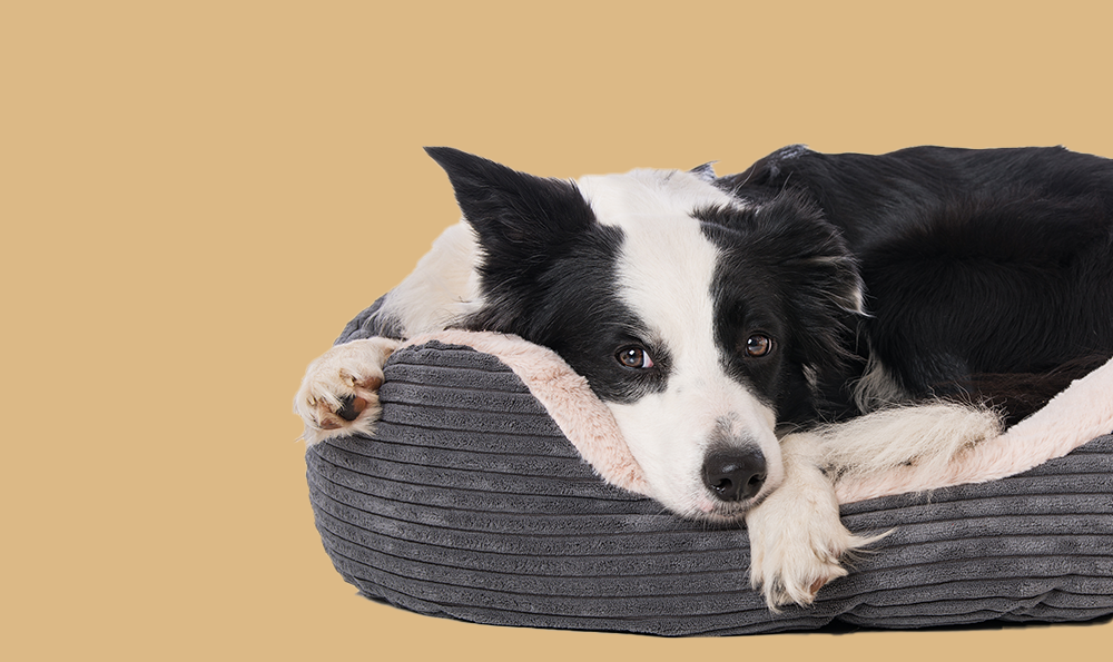 Comment choisir le panier de son chien ?