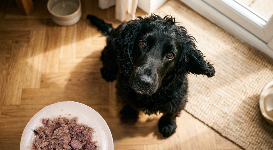 Chien avec une pâtée à coté