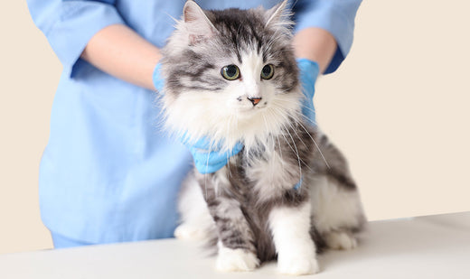 Stérilisation du chat : tout ce qu'on ne vous dit pas (âge, prix et idées reçues à oublier)