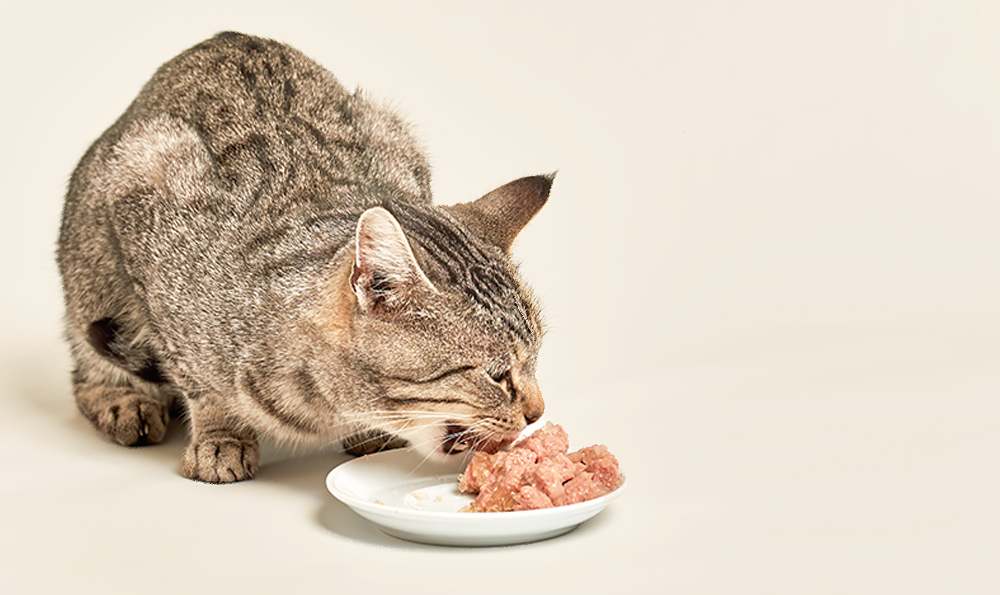 La taurine chez le chat : un acide aminé vital