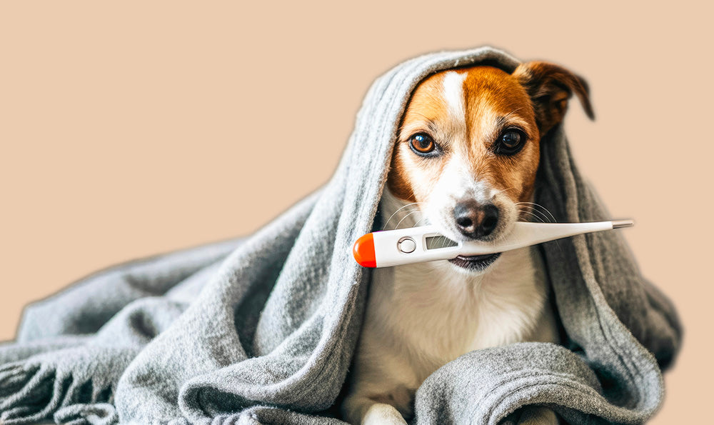 Température du chien : Quand s'inquiéter et quoi faire ?