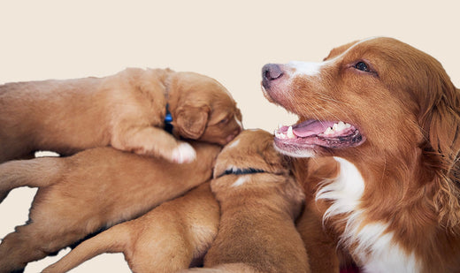 Tout ce qu’il faut savoir sur la chienne en chaleur et la période de fertilité