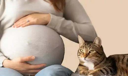 Toxoplasmose : je suis enceinte et j’ai un chat, que faire ?