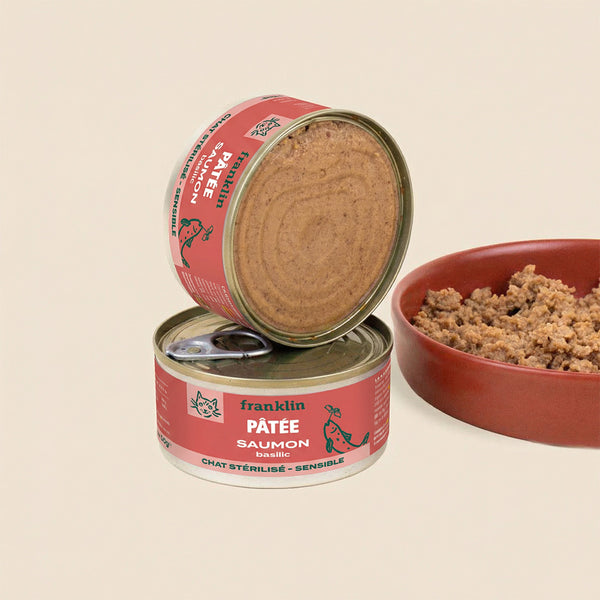 trio-decouverte-patees-chat