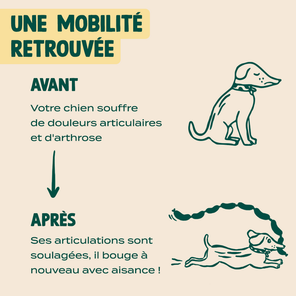 gummies-articulations