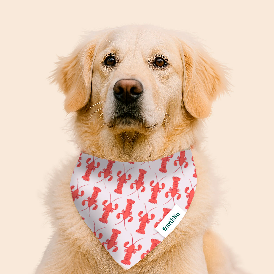 BANDANA 100% COTON CHIEN