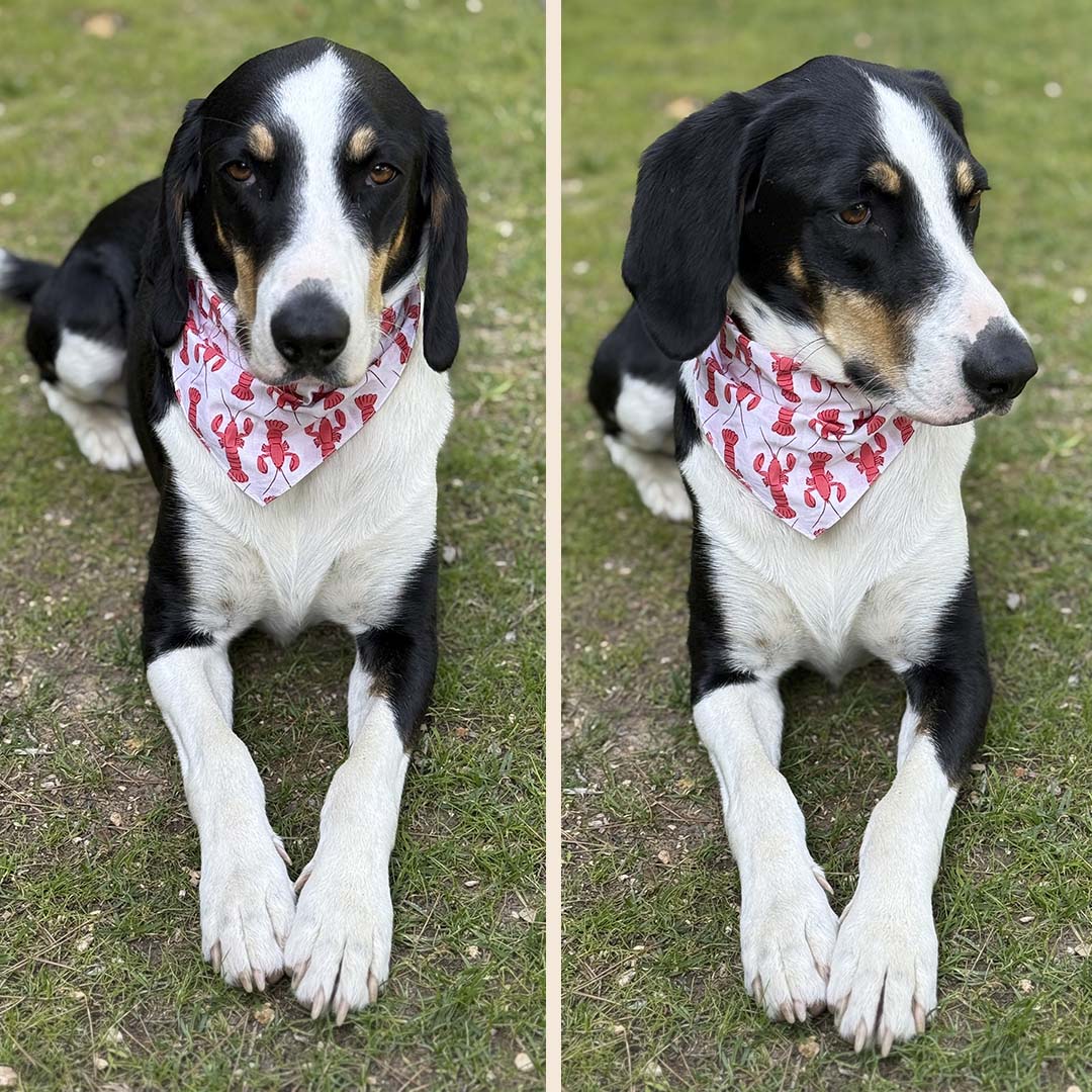 BANDANA 100% COTON CHIEN