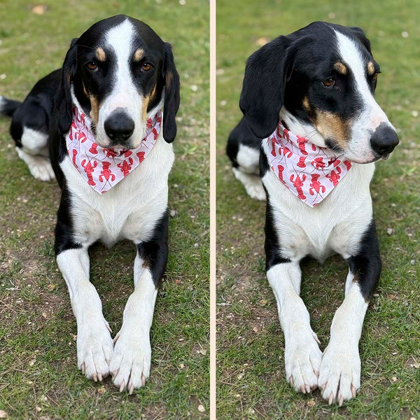 bandana-100-coton-chien