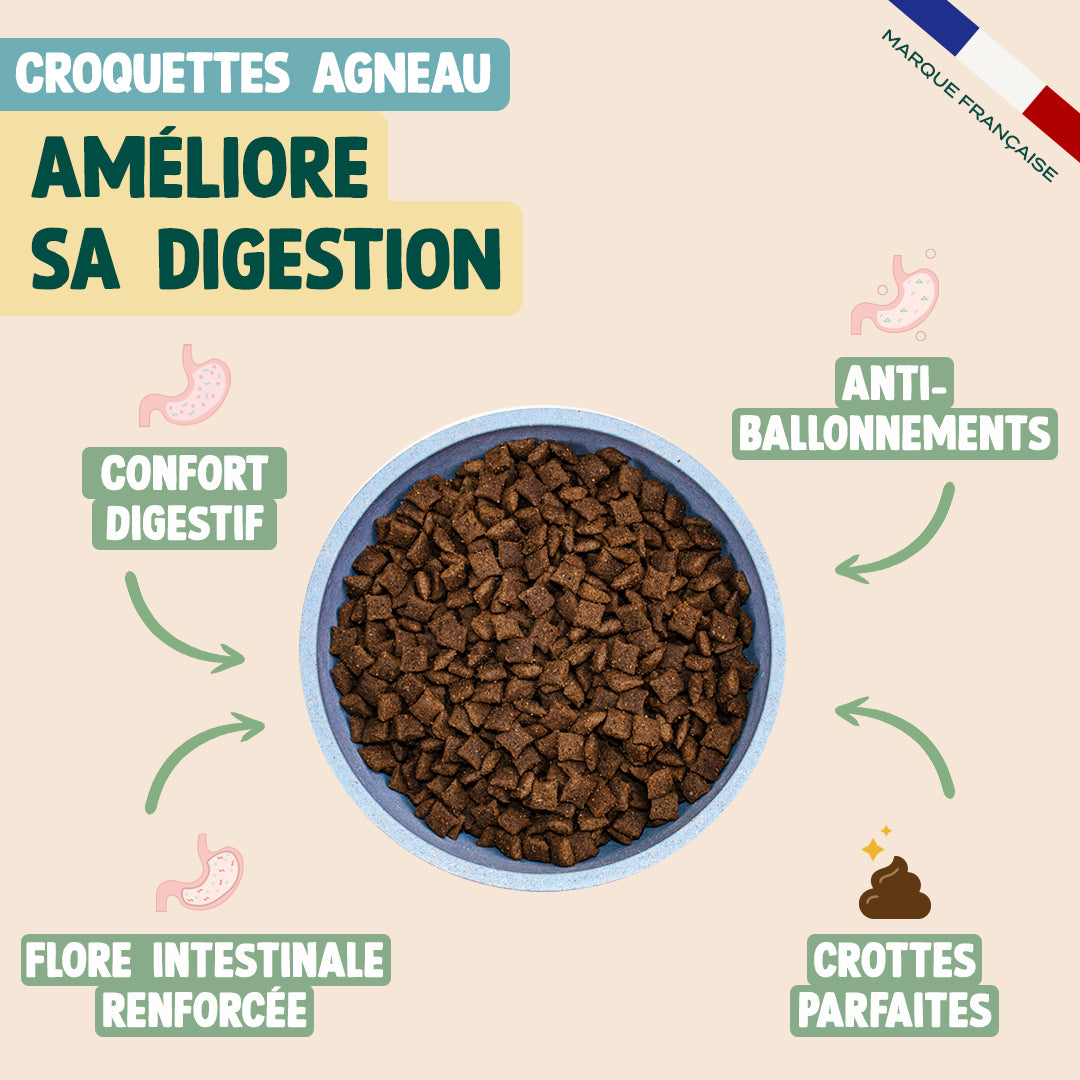 PACK DIGESTION CHAT