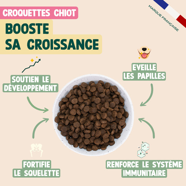 pack-decouverte-chiot
