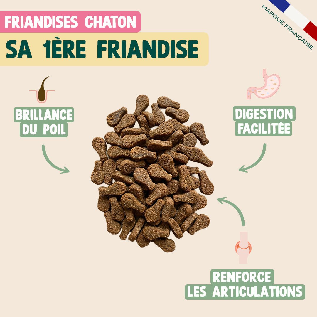 PACK DÉCOUVERTE CHATON