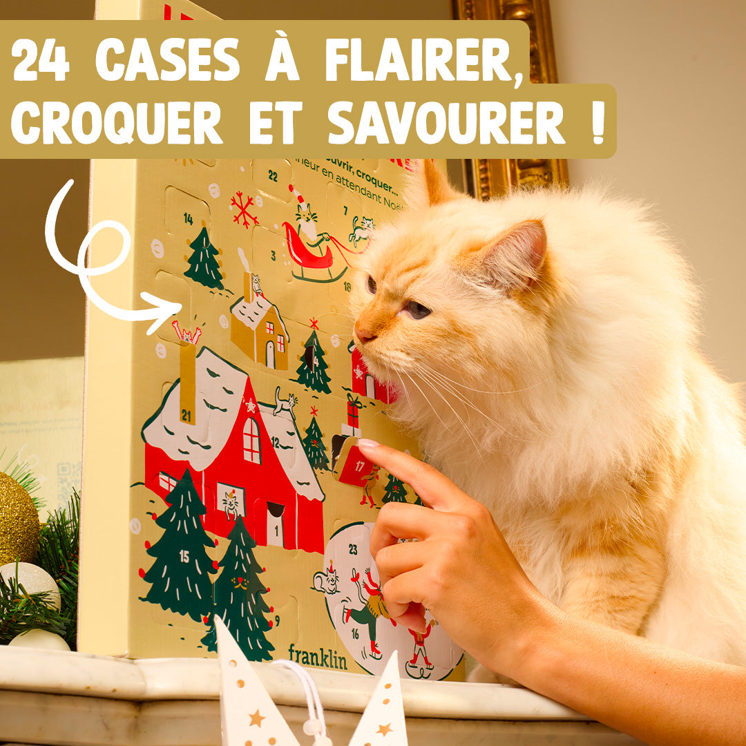 CALENDRIER DE L'AVENT CHAT
