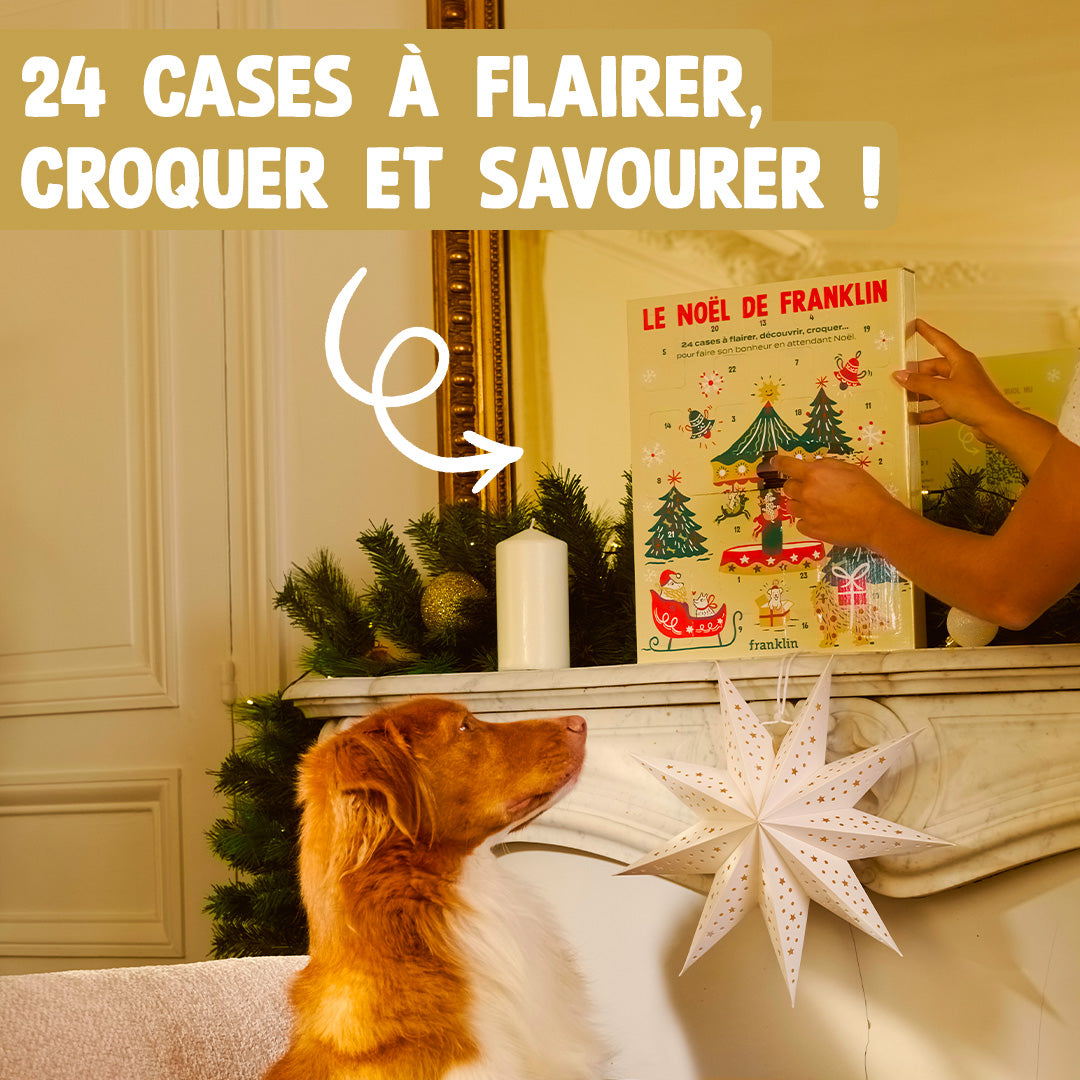 CALENDRIER DE L'AVENT CHIEN