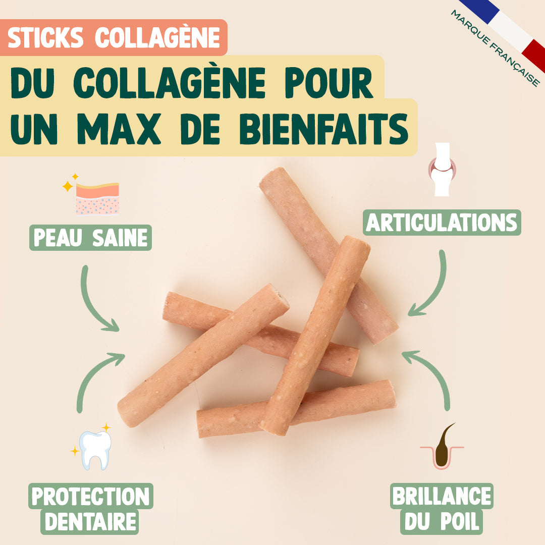 PACK DENTAIRE CHIEN