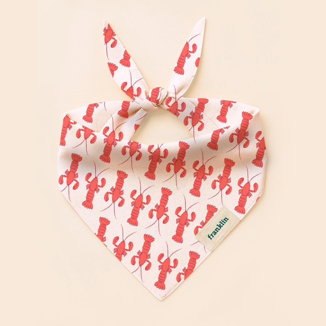 BANDANA 100% COTON CHIEN