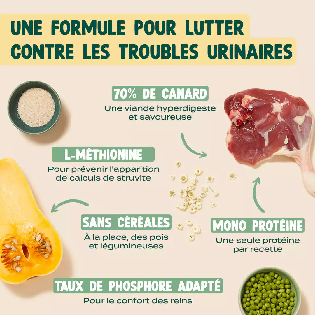 CANARD, COURGE, CAMOMILLE