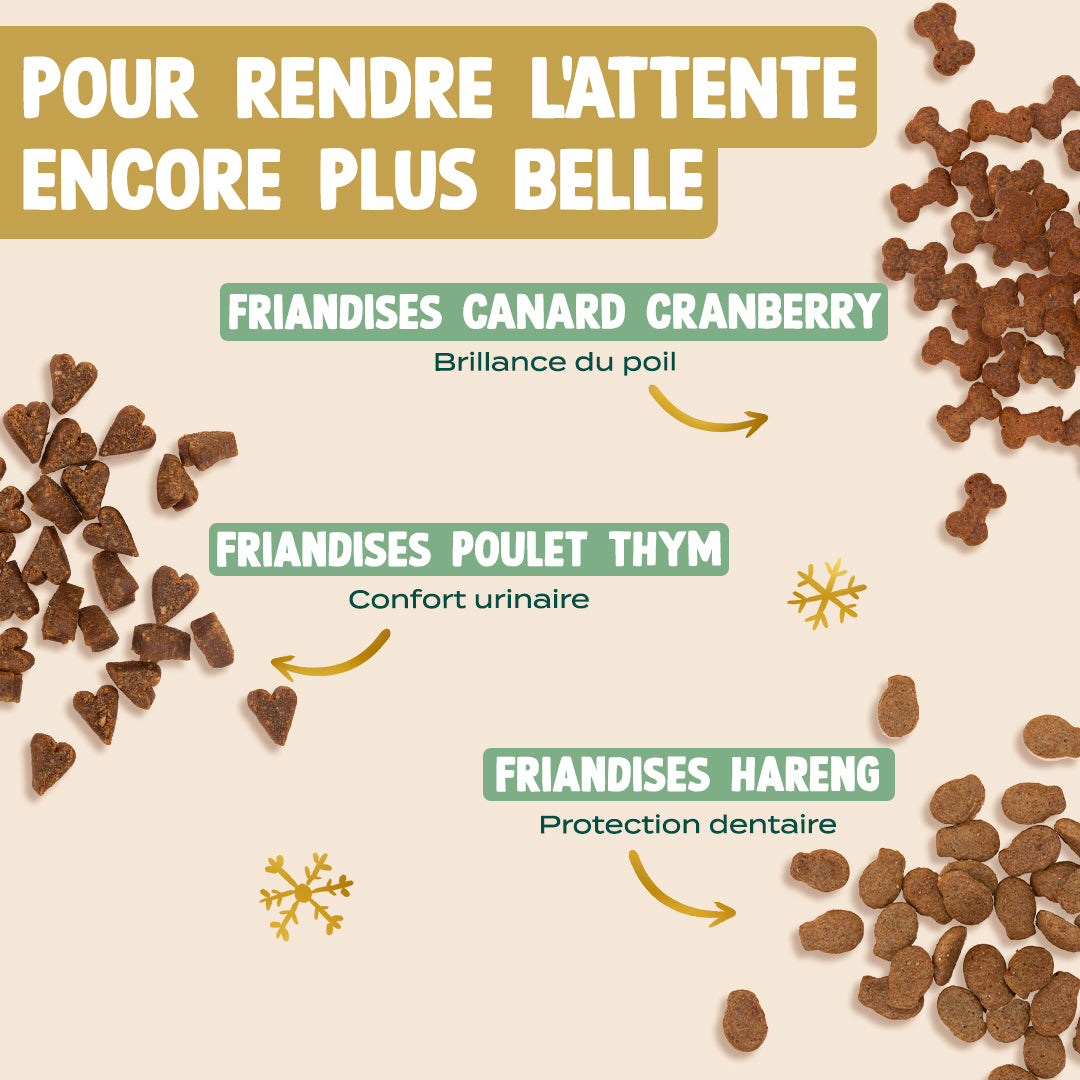 CALENDRIER DE L'AVENT CHAT