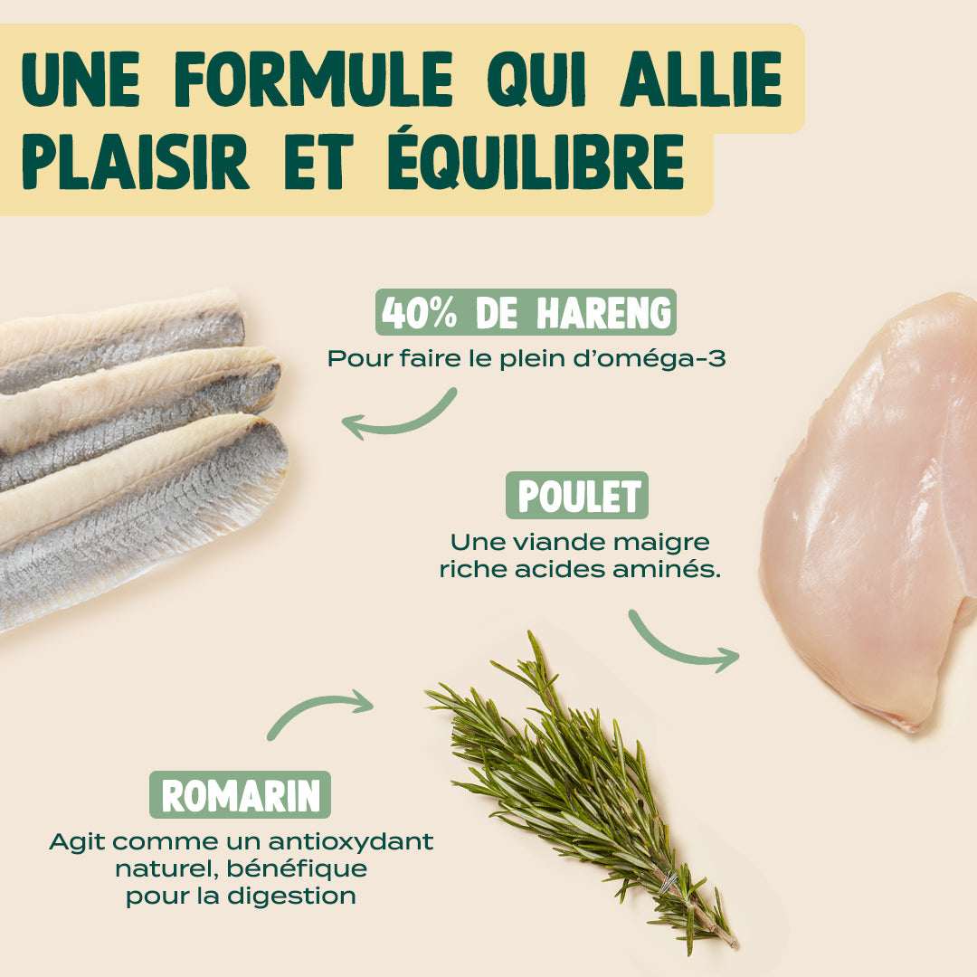 SUMMER SNACK HARENG, ROMARIN