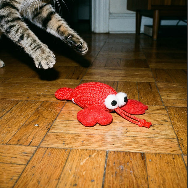 jouet-homard-chat