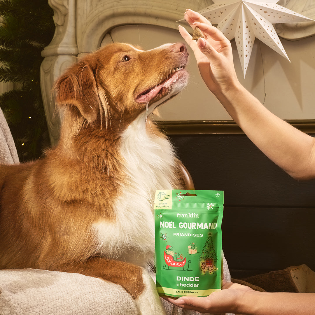 NOËL GOURMAND - DINDE, CHEDDAR