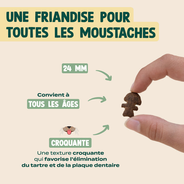 summer-snack-hareng-romarin