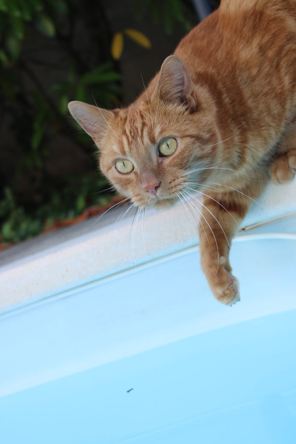 Thaïs & Minou