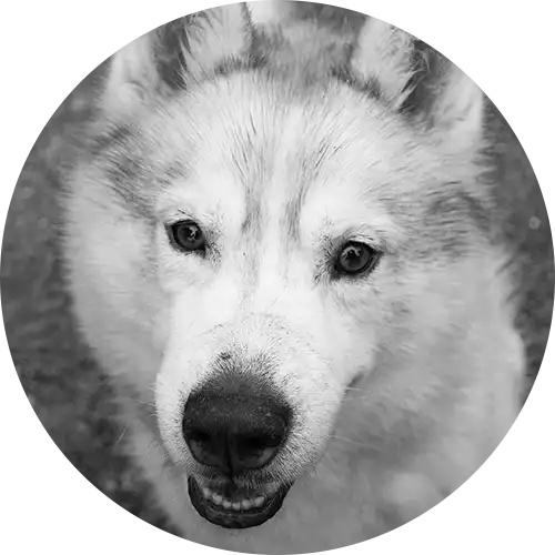 Franklin Alimentation premium pour chien et chat. Choisissez la meilleure nourriture pour votre animal : Croquettes sans céréales riches en protéines et faibles en glucides. Découvrez notre large gamme de pâtées et de friandises riches en viande !