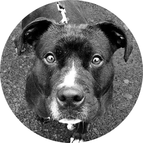 Franklin Alimentation premium pour chien et chat. Choisissez la meilleure nourriture pour votre animal : Croquettes sans céréales riches en protéines et faibles en glucides. Découvrez notre large gamme de pâtées et de friandises riches en viande !