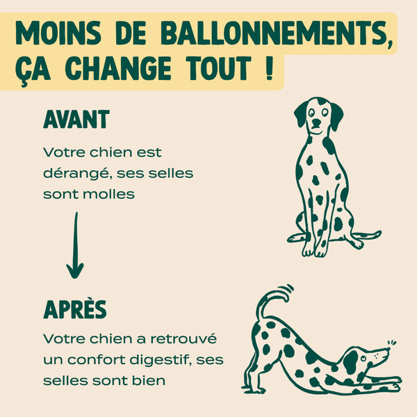 gummies-probiotiques