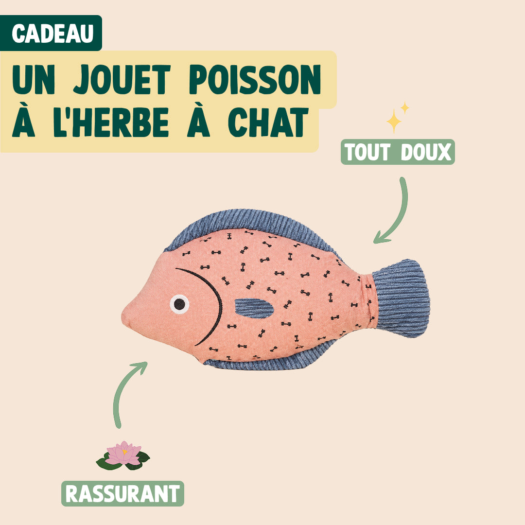 PACK DÉCOUVERTE CHAT