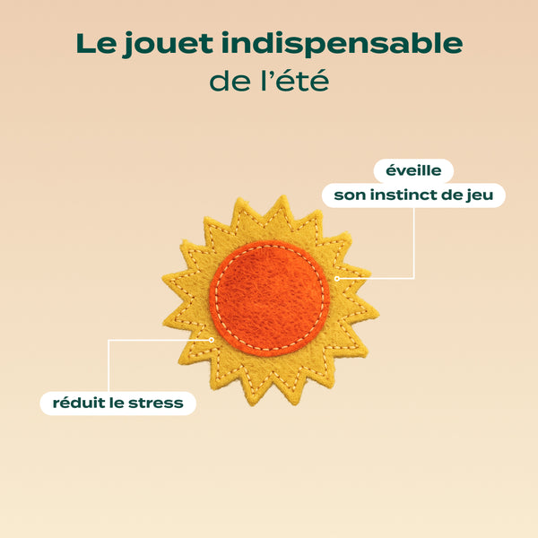 tournesol-herbe-a-chat