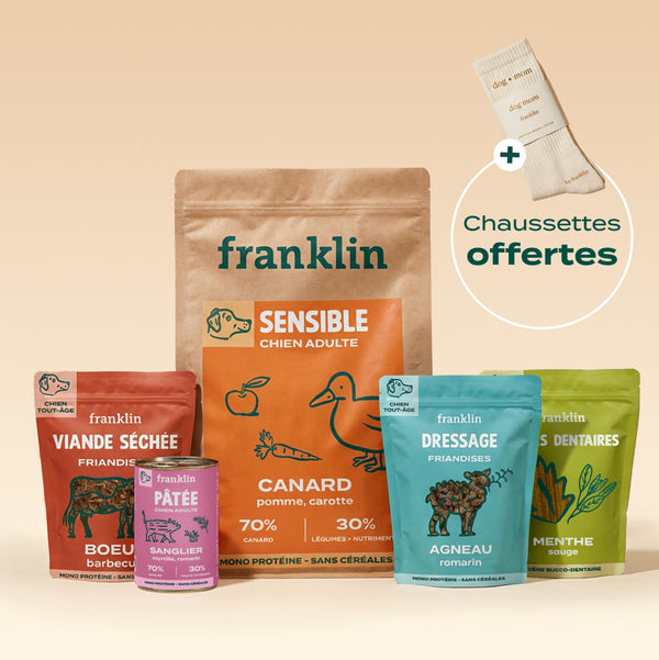 pack-decouverte-chien