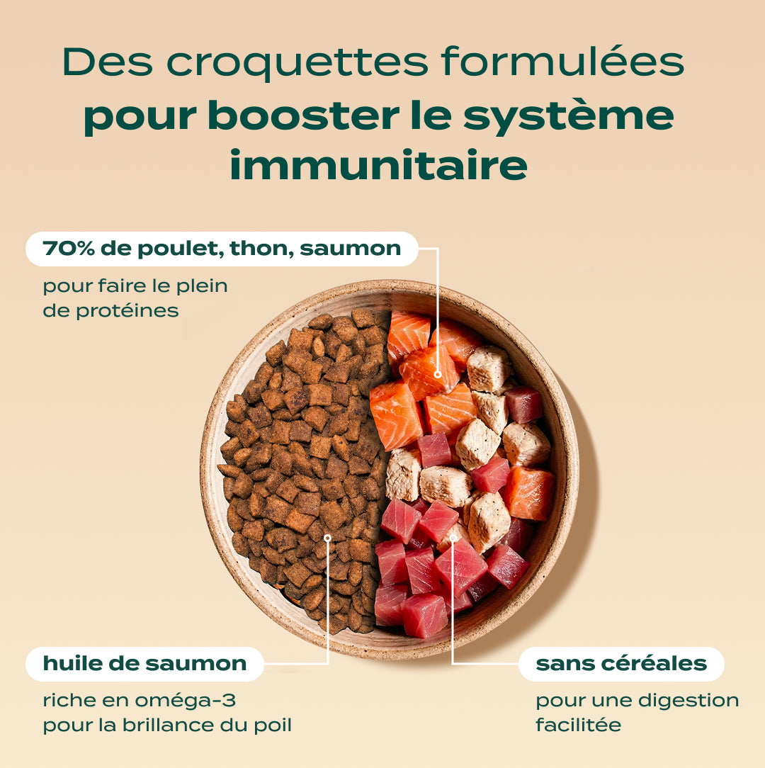 PACK DÉCOUVERTE CHAT