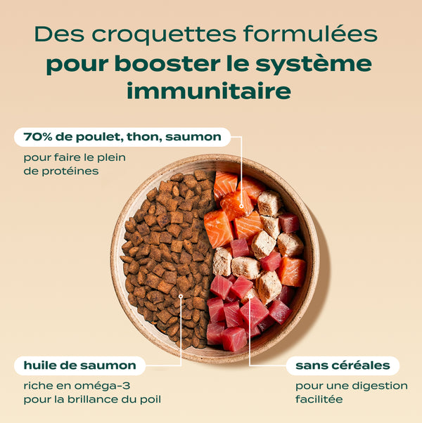 pack-decouverte-chat