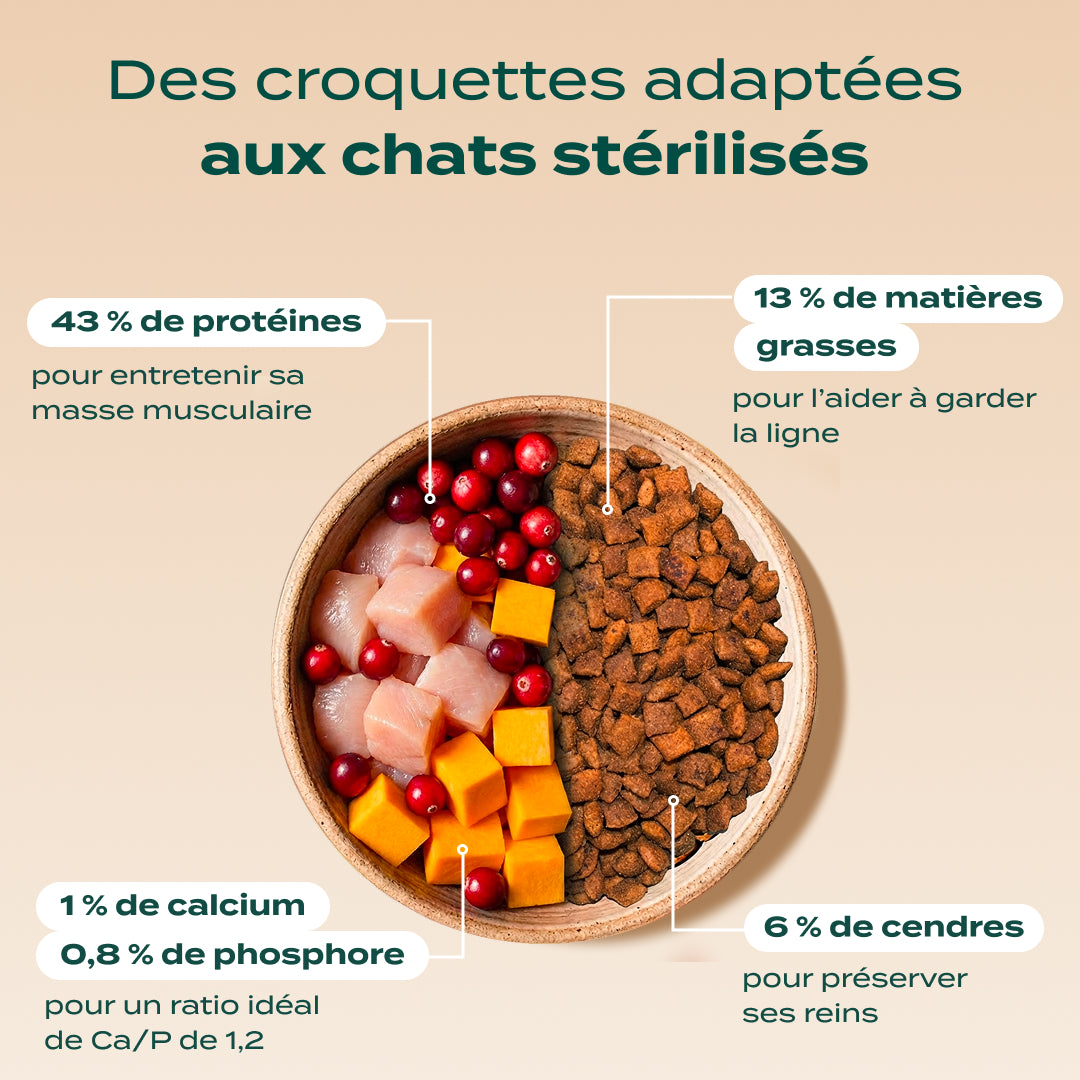 PACK DÉCOUVERTE CHAT