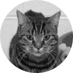 Franklin Alimentation premium pour chien et chat. Choisissez la meilleure nourriture pour votre animal : Croquettes sans céréales riches en protéines et faibles en glucides. Découvrez notre large gamme de pâtées et de friandises riches en viande !