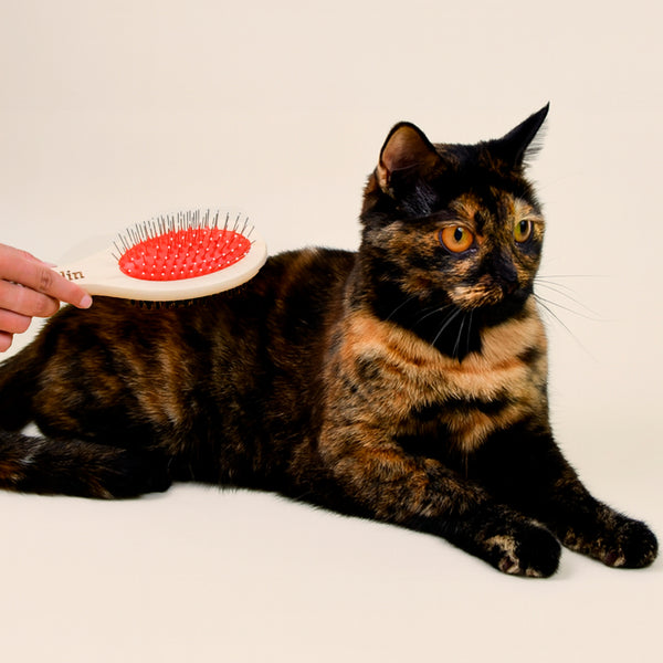 la-brosse-2-en-1-franklin