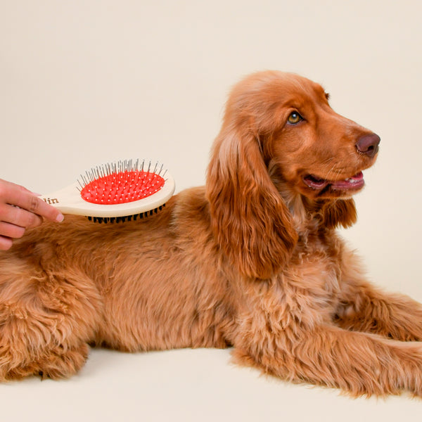 la-brosse-2-en-1-franklin