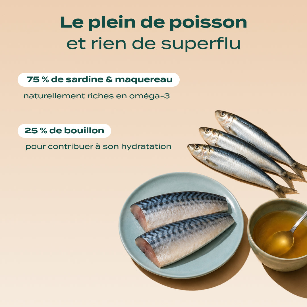 SARDINE & MAQUEREAU