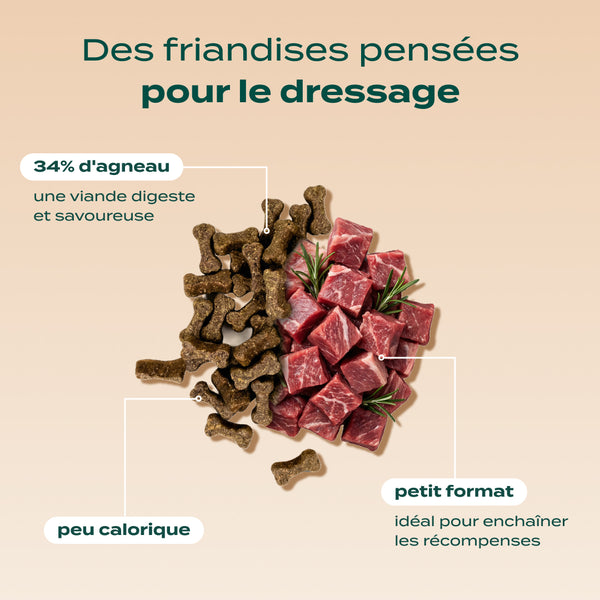 pack-decouverte-chien