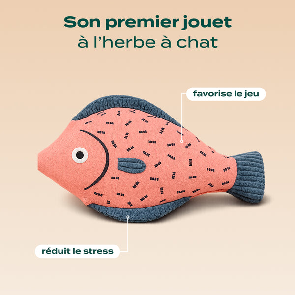pack-decouverte-chaton