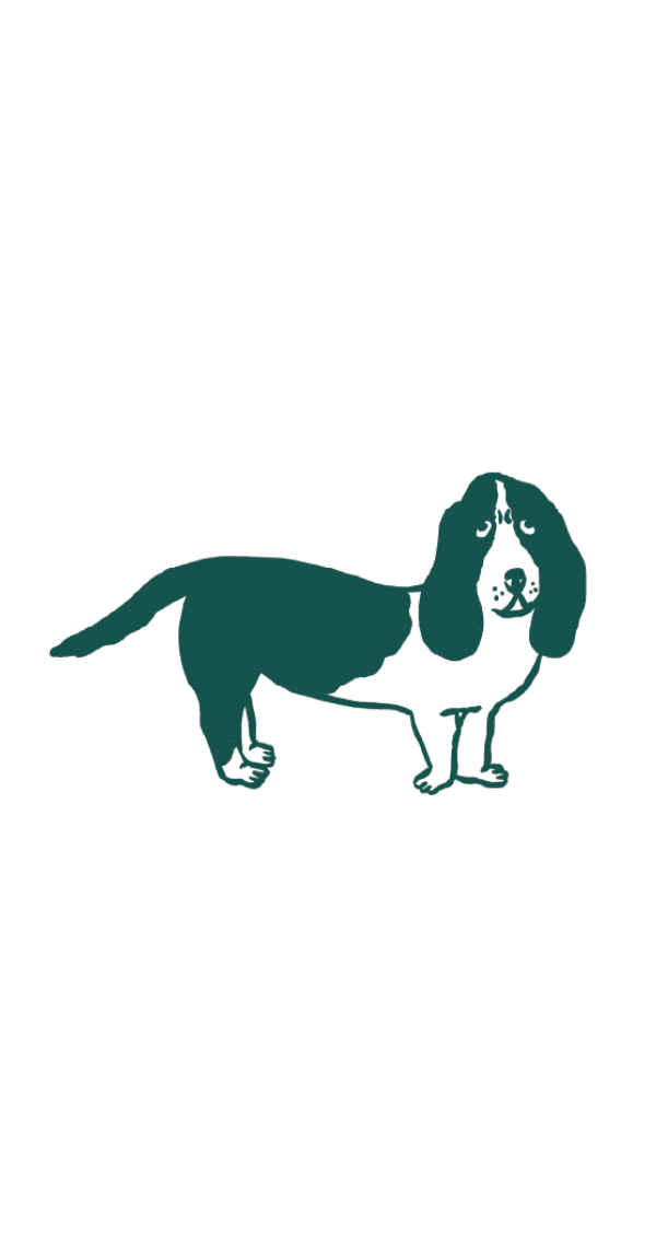 Conséquences de la stérilisation chez le chien : prise de poids, perte de muscle, appétit accru et besoins énergétiques réduits.