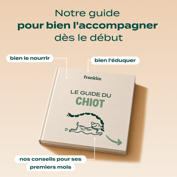 pack-decouverte-chiot