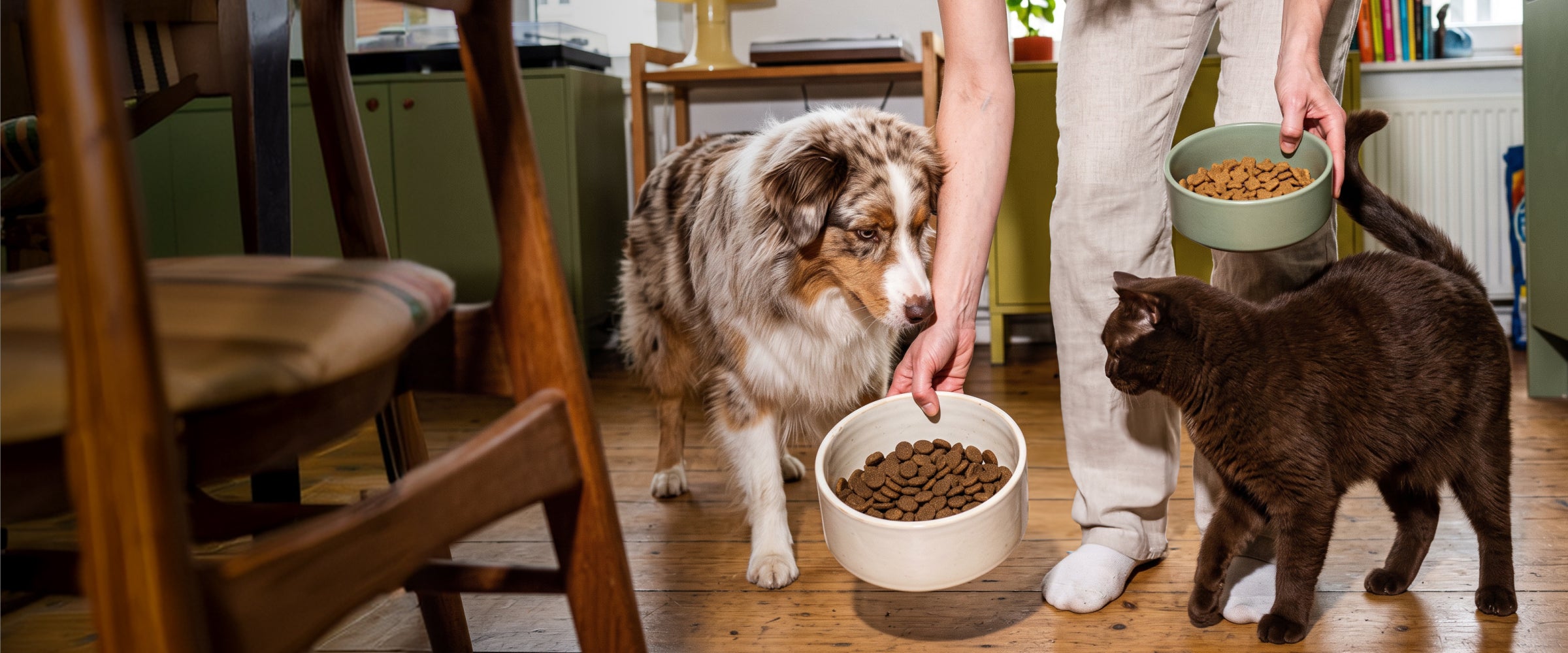 Franklin Alimentation premium pour chien et chat. Choisissez la meilleure nourriture pour votre animal : Croquettes sans céréales riches en protéines et faibles en glucides. Découvrez notre large gamme de pâtées et de friandises riches en viande !