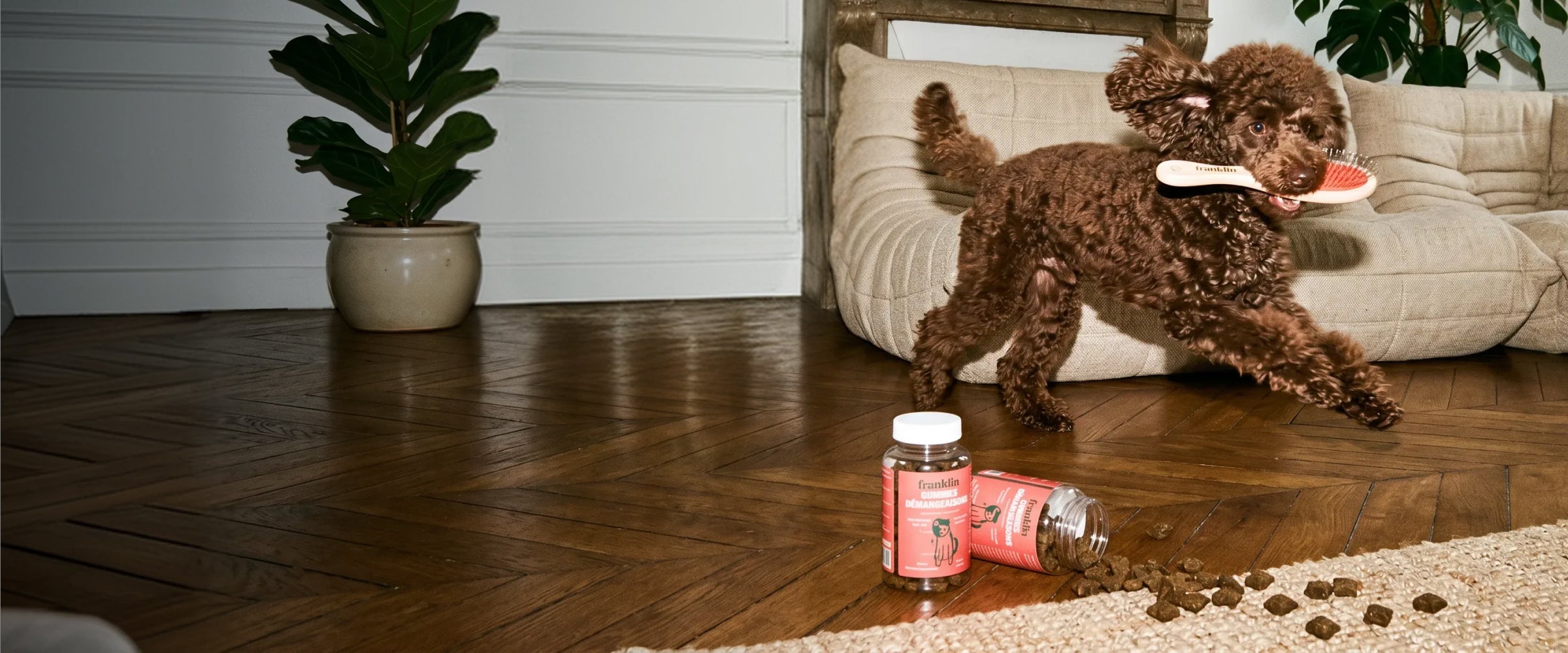 Franklin Alimentation premium pour chien et chat. Choisissez la meilleure nourriture pour votre animal : Croquettes sans céréales riches en protéines et faibles en glucides. Découvrez notre large gamme de pâtées et de friandises riches en viande !
