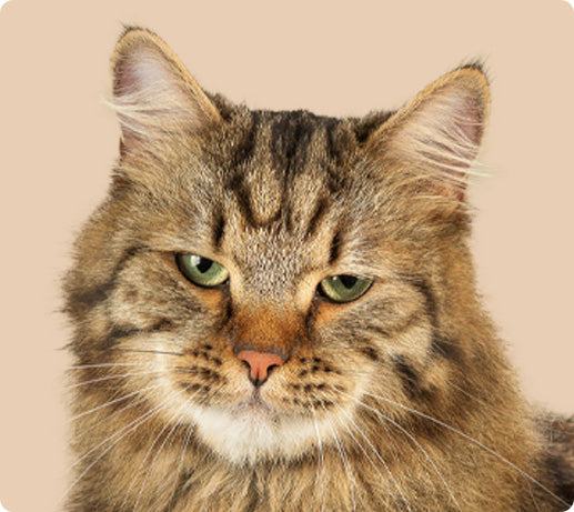 Franklin Alimentation premium pour chien et chat. Choisissez la meilleure nourriture pour votre animal : Croquettes sans céréales riches en protéines et faibles en glucides. Découvrez notre large gamme de pâtées et de friandises riches en viande !