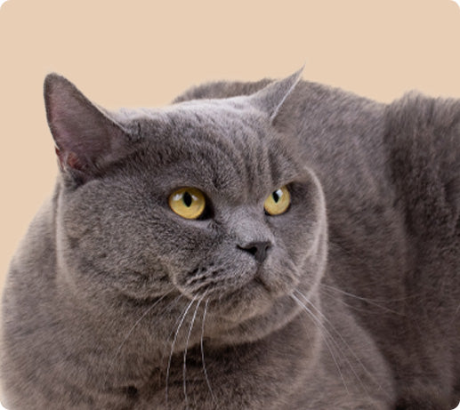 Franklin Alimentation premium pour chien et chat. Choisissez la meilleure nourriture pour votre animal : Croquettes sans céréales riches en protéines et faibles en glucides. Découvrez notre large gamme de pâtées et de friandises riches en viande !