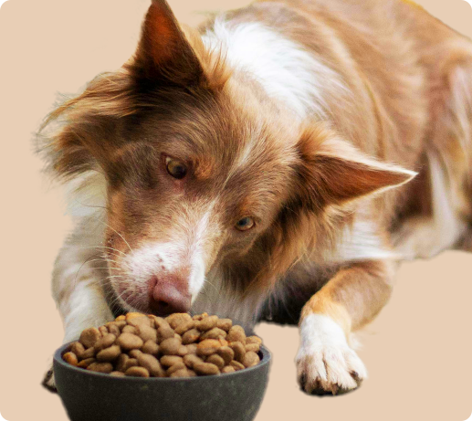 Franklin Alimentation premium pour chien et chat. Choisissez la meilleure nourriture pour votre animal : Croquettes sans céréales riches en protéines et faibles en glucides. Découvrez notre large gamme de pâtées et de friandises riches en viande !