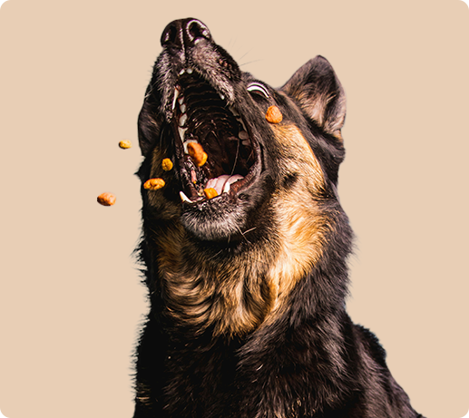 Franklin Alimentation premium pour chien et chat. Choisissez la meilleure nourriture pour votre animal : Croquettes sans céréales riches en protéines et faibles en glucides. Découvrez notre large gamme de pâtées et de friandises riches en viande !